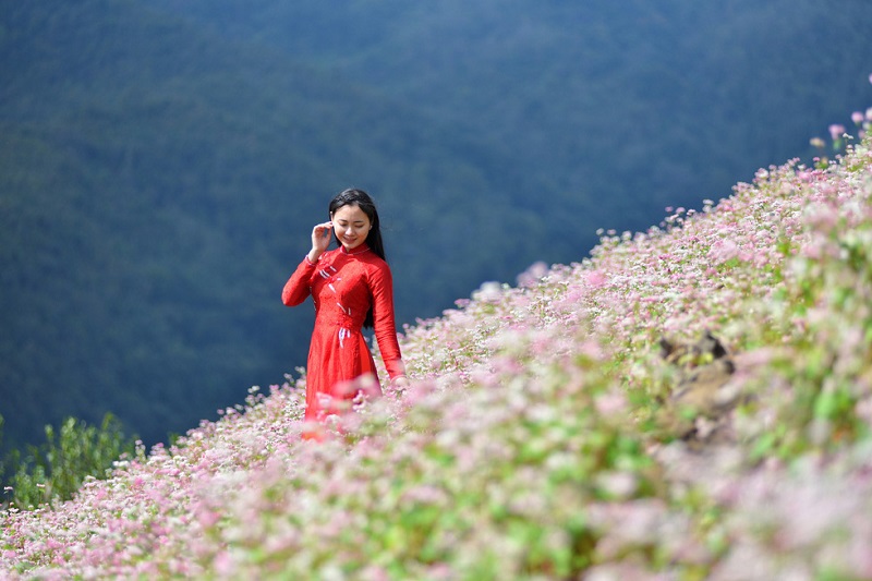 Hà giang tam giác mạch